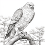Realistic Cooper's Hawk Coloring Pages for Nature Lovers 2
