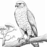 Realistic Cooper's Hawk Coloring Pages for Nature Lovers 3