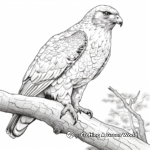 Realistic Cooper's Hawk Coloring Pages for Nature Lovers 4