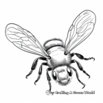 Realistic Detailed Bumblebee Coloring Sheets 3