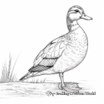 Realistic Female Wood Duck Coloring Sheets 1