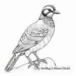 Realistic Hairy Woodpecker Coloring Sheets 4