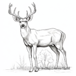 Realistic Mule Deer Buck Coloring Sheets 4
