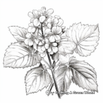Realistic Oakleaf Hydrangea Coloring Pages 1