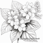 Realistic Oakleaf Hydrangea Coloring Pages 3