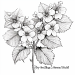 Realistic Oakleaf Hydrangea Coloring Pages 4