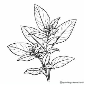 Realistic Peppermint Herb Coloring Pages 3