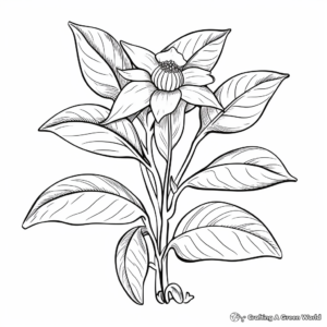 Realistic Peppermint Herb Coloring Pages 4