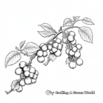 Realistic Raspberry Branch Coloring Pages 1