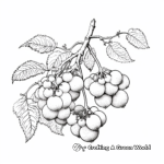 Realistic Raspberry Branch Coloring Pages 2
