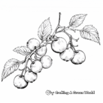 Realistic Raspberry Branch Coloring Pages 3