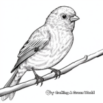 Realistic Redpoll Bird Coloring Sheets 1