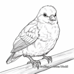 Realistic Rock Dove Coloring Pages 2