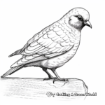 Realistic Rock Dove Coloring Pages 4