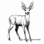 Realistic Roe Deer Antler Coloring Sheets 4