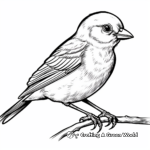 Realistic Sparrow Bird Coloring Sheets 2