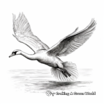Realistic Swan in Flight Coloring Sheets 4