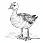 Realistic White-fronted Goose Coloring Sheets 1
