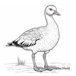 Realistic White-fronted Goose Coloring Sheets 3