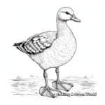 Realistic White-fronted Goose Coloring Sheets 4