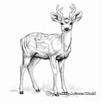 Realistic White-tail Deer Coloring Pages 1