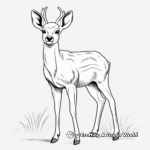 Realistic White-tail Deer Coloring Pages 3