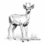 Realistic White-tailed Deer Coloring Pages 3