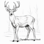 Realistic White Tailed Deer Coloring Pages for Artists 4