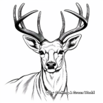 Realistic White-Tailed Deer Head Coloring Pages 2