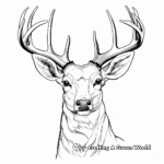 Realistic White-Tailed Deer Head Coloring Pages 4