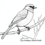 Red-Breasted Nuthatch Nobility Coloring Pages 1