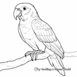 Red-fronted Macaw Parrot Coloring for Adults 1