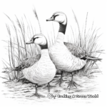 Romantic Canada Geese Pair Coloring Pages 4