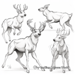 Rutting Stages: Fighting Bucks Coloring Pages 2