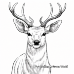 Sambar Deer Head Coloring Pages 1