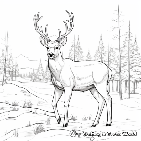 White Tailed Deer Coloring Pages - Free & Printable!