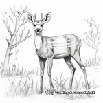 Seasons with the White Tailed Deer: A Year in Life Coloring Pages 3