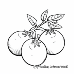 Simple Tomato Coloring Pages for Preschoolers 3