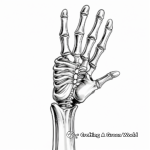 Skeleton Hand Anatomy for Educational Coloring Pages 2
