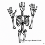 Skeleton Hand Bone Structure Coloring Pages 2