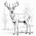 Stag White Tailed Deer: Majestic Antlers Coloring Pages 2