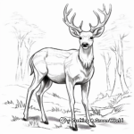 Stag White Tailed Deer: Majestic Antlers Coloring Pages 4