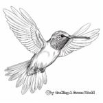 Stunning Anna's Hummingbird Coloring Sheets 4