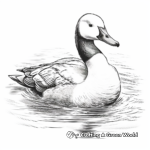 Stunning Common Loon Coloring Pages 2