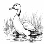 Stunning Common Loon Coloring Pages 4