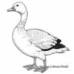 Stunning Emperor Goose Coloring Pages 2