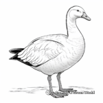 Stunning Emperor Goose Coloring Pages 4