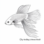 Stunning Ombre Betta Fish Coloring Pages 4