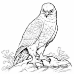 Stunning Peregrine Falcon Coloring Pages 4