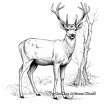 Stunning Red Deer Stag Coloring Pages 1